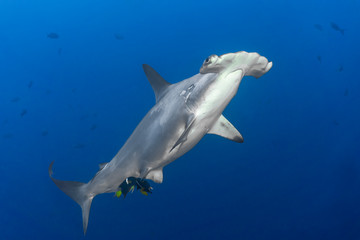 Hammerhead shark swimming and starring