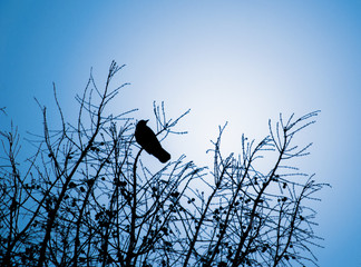 crow in tree