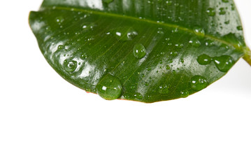 Fototapeta na wymiar Young Ficus or rubber plant with water drops, isolated on white close - up.