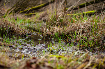 moss in the forest