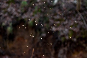 Swarm of flying mosquitoes in nature