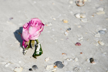 Rose on Beach