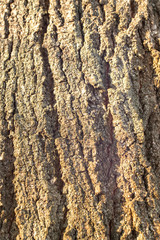 Volumetric textured bark of an old tree