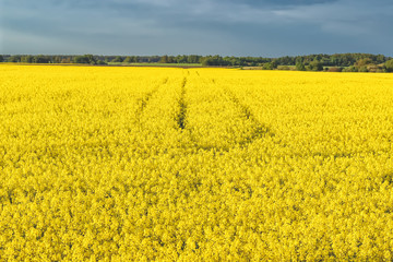 Obraz premium Incredible landscape with a yellow field of radish on a sunny day against the blue sky with clouds.