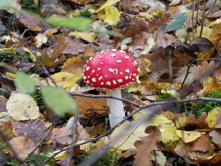 fly agaric in forest