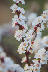 Beautiful floral spring abstract background of nature. Branches of blossoming apricot macro with soft focus on gentle light blue sky background. For easter and spring greeting cards with copy space