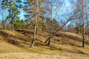 Obraz premium View of a picturesque sloping hill overgrown with birches and pines