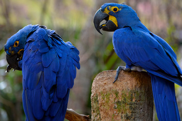 Pair of blue Hyacinth Macaw parrots sitting together while one grooms his feathers, bokeh background