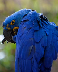 Blue Hyacinth Macaw parrot grooming his foot with his beak, sitting on post with green bokeh background