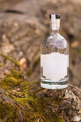 A bottle of alcohol stands in the forest, on a tree, near moss, in the setting sun, gin, vodka