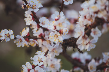 Beautiful floral spring abstract background of nature. Branches of blossoming apricot macro with soft focus on gentle light blue sky background. For easter and spring greeting cards with copy space