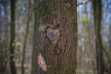 heart shape in a tree