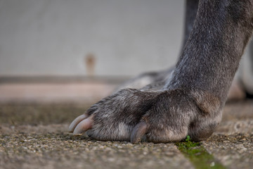 pata de cão cachorro grande cinza com fundo desfocado 