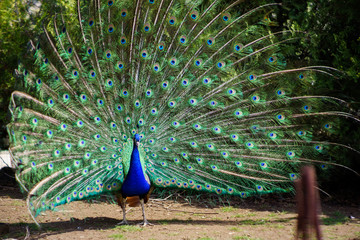 Obraz premium Peacock with majestic spreaded tail feathers filling the photograph