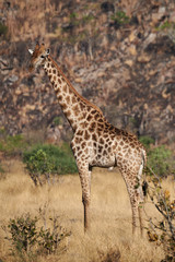 Naklejka na ściany i meble Lonely giraffe in the savannah.