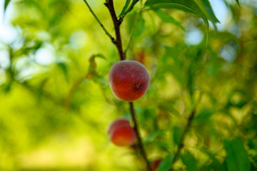 beautiful peaches on a branch. Delicious homemade peaches on a green branch