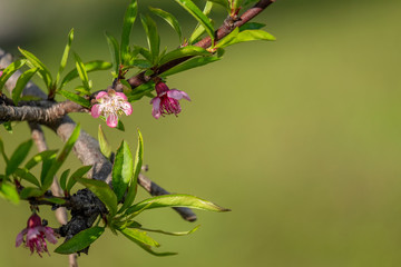 bonita flor na árvore na primavera com fundo desfocado