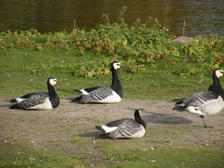 Fototapeta premium suomenlinna