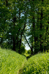 spring in the forest beautiful landscape with bright green grass