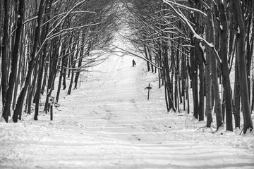 Person walking on a snowy road in the forest