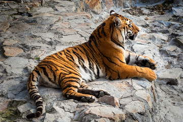 Tiger lying on a stone in the zoo