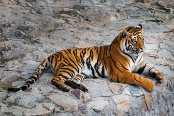 Fototapeta na wymiar Tiger lying on a stone in the zoo