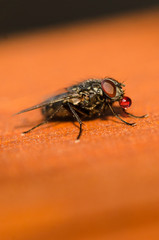 Fly eating a red drop in macro