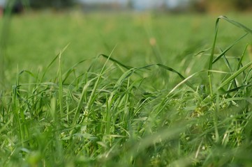 green grass on a pasture