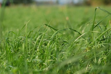 Obraz na płótnie Canvas green grass on a pasture