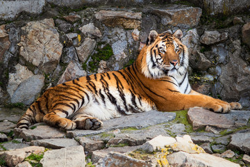 Tiger lying on a stone in the zoo