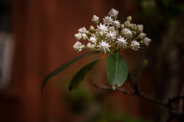 kwiat © kolorowekadry