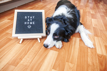 Stay home. Funny portrait of cute puppy dog with letter board inscription STAY AT HOME word lying on floor. New lovely member of family little dog at home indoors. Pet care quarantine concept.