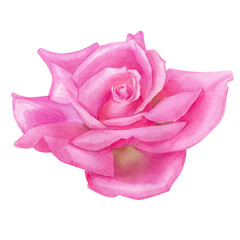 Watercolor of pink rose, hand drawn floral illustration isolated on a white background.