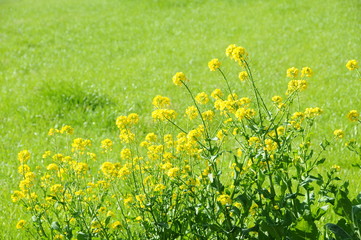 菜の花　鹿児島県出水市