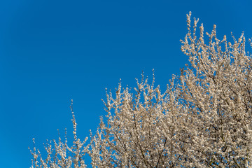 White blossoms on an ornamental tree against a clear blue sky