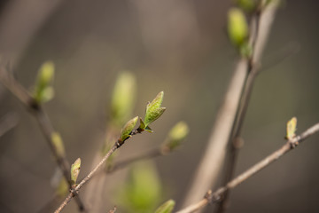 Honeysuckle Leaves Sprouting in Springtime