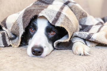 Stay home. Funny portrait of puppy dog border collie lying on couch under plaid indoors. New lovely member of family little dog at home warming under blanket. Pet care animal life quarantine concept.