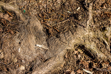 Thickened oak roots on a footpath, tree root system