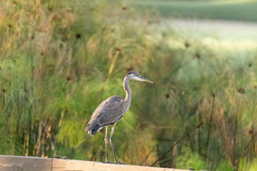 Great blue heron Ardea herodias bird perches on a fence