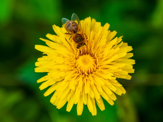 Honey bee collecting pollen of yellow flower dandelion in nature on meadow