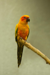 The sun parakeet (Aratinga solstitialis) in Zurich zoo.