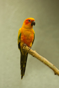 The sun parakeet (Aratinga solstitialis) in Zurich zoo.