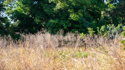 grass in the forest