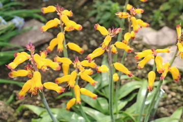 Yellow "Cape Cowslip" flowers (or Wild Hyacinth) in St. Gallen, Switzerland. Its Latin name is Lachenalia 'Namakwa', native to South Africa.