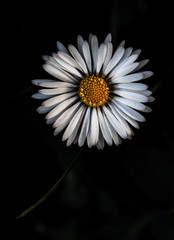daisy on black background