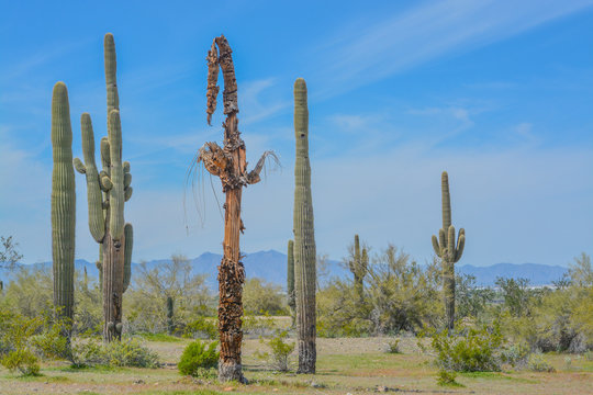 A dead Saguaro Cactus (Carnegiea Gigantea) among healthy ones in the Estrella Mountain Regional Park, Goodyear, Maricopa County, Arizona USA