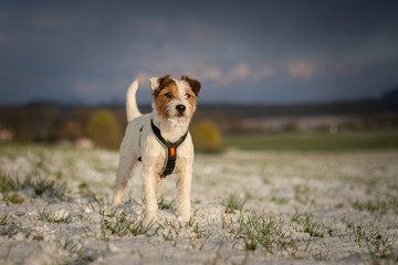 Parson Russell Terrier Portrait