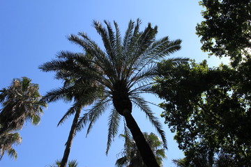 Palm tree silhouette on the blue sky background. 