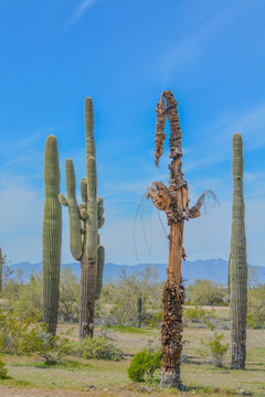 A dead Saguaro Cactus (Carnegiea Gigantea) among healthy ones in the Estrella Mountain Regional Park, Goodyear, Maricopa County, Arizona USA