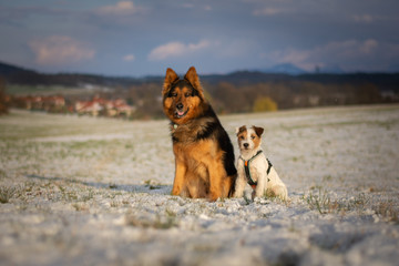 Portrait of German Shepherd and Parson Russell Terrier on the Snow